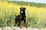 BEAUCERON 812